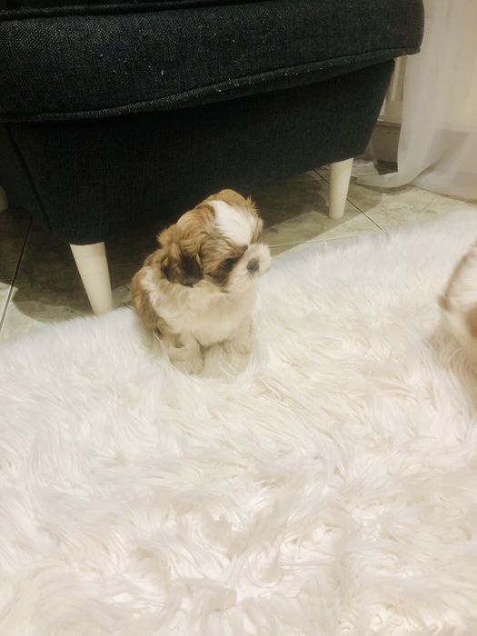Shih tzu szczeniaczek