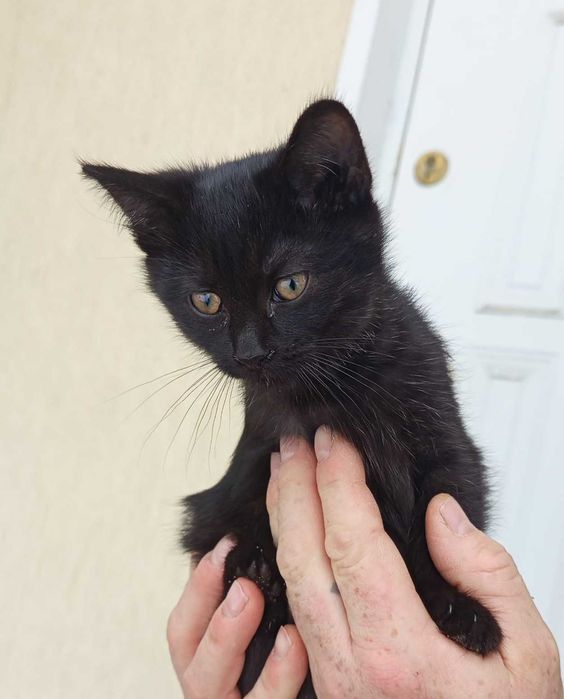Oddam w dobre ręce czarną kotkę kotek