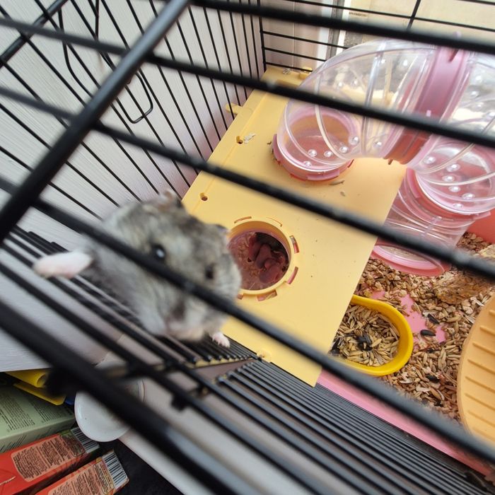 Хом'яки джунгарики