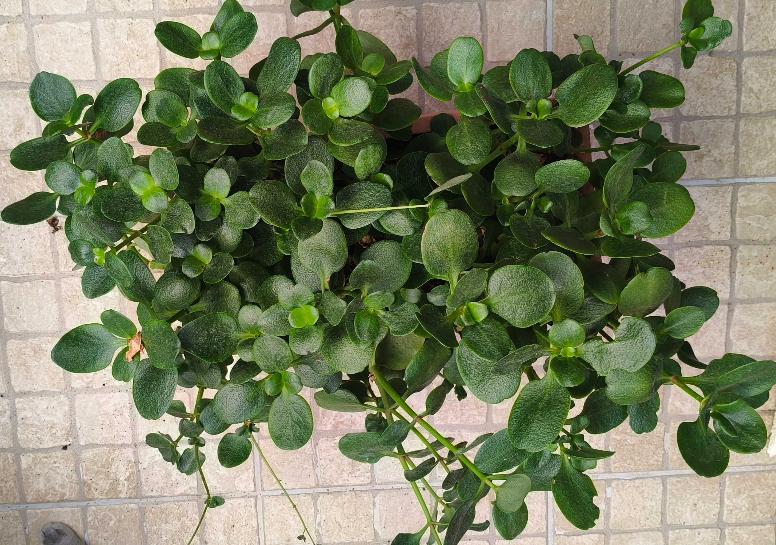 Suculenta crassula multicava
