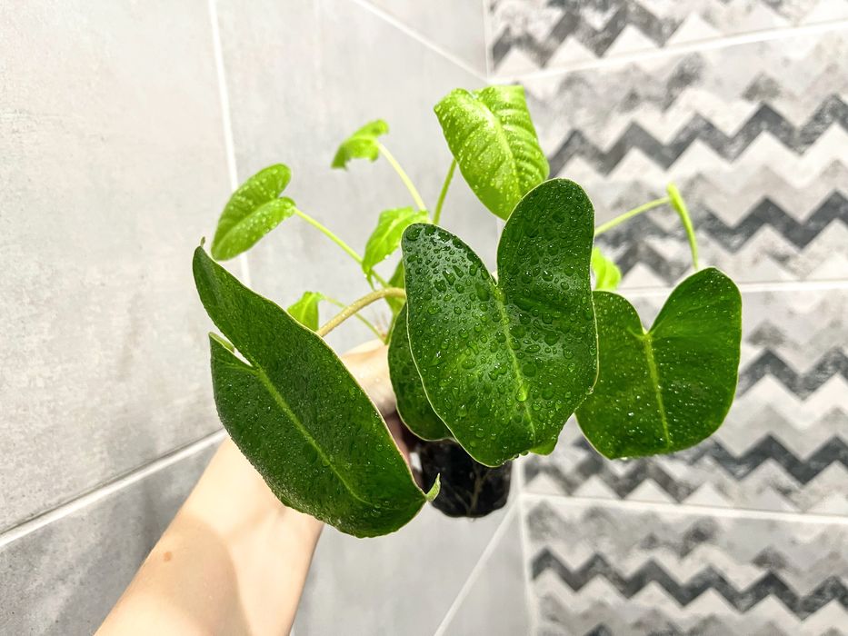 Филодендрон Burle Marx - комнатное растение