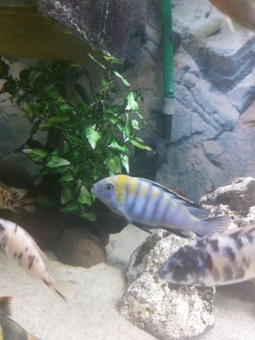 Pyszczak samiec cynotilapia zebrojdes cobue