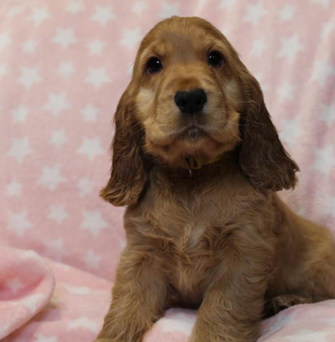 Рудий спаніель хлопчик