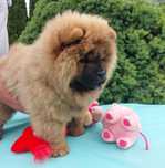 Chow chow ruda suczka ZKwP FCI