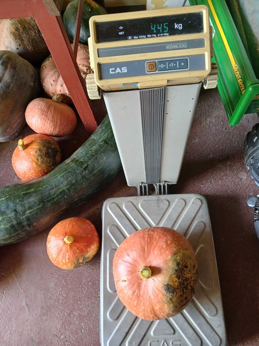 Ekologiczne dynie skąpane w słońcu do jedzenia