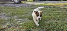 Oddam jack russelll terier