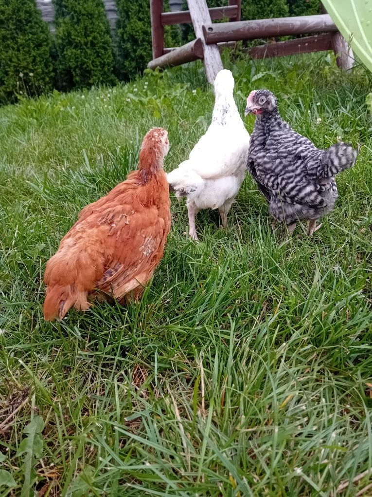 Pisklaki pisklęta kury araucany naturalne ekologiczne kury Rosy piskla