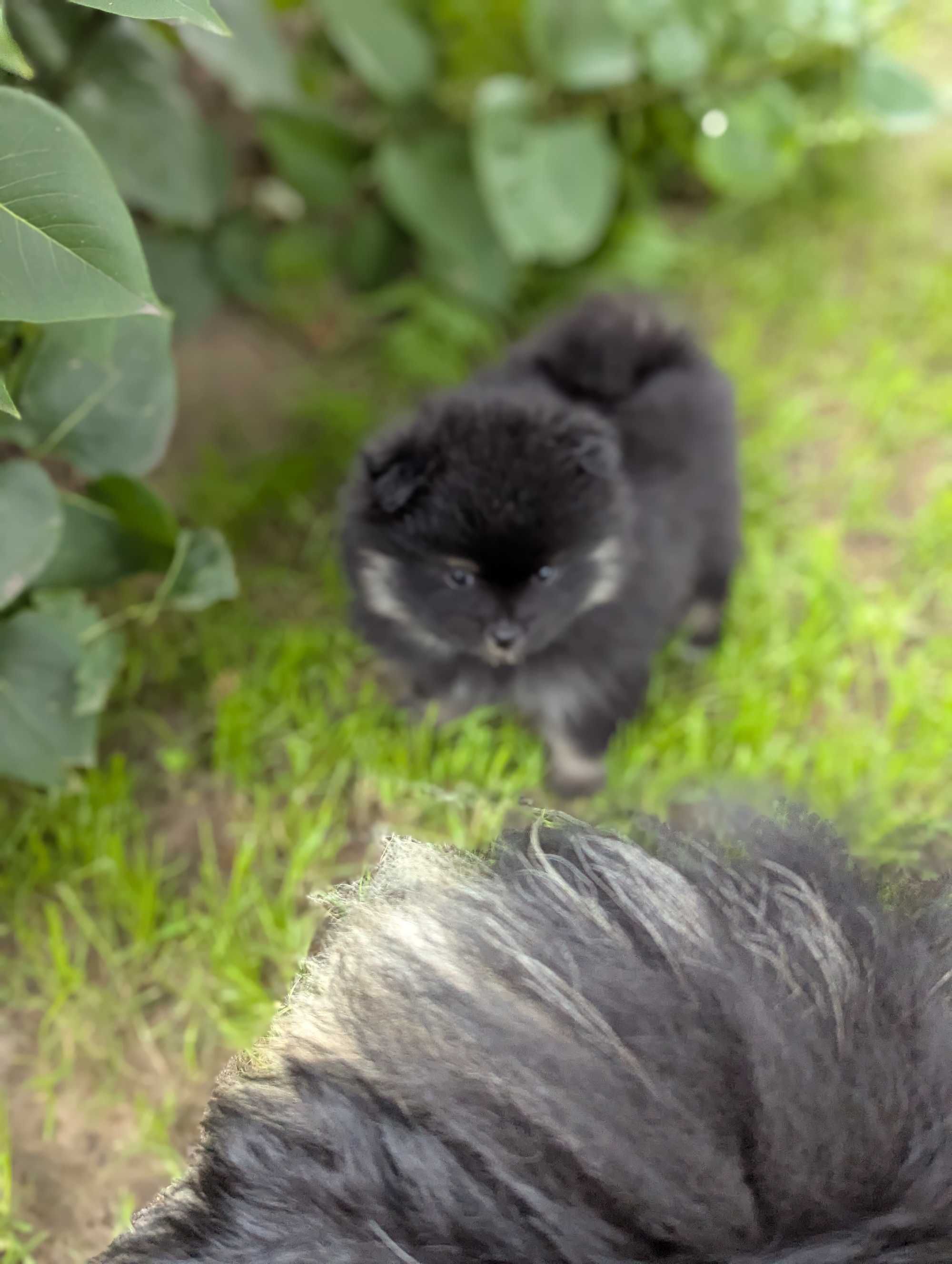 Szpic miniaturowy, pomeranian