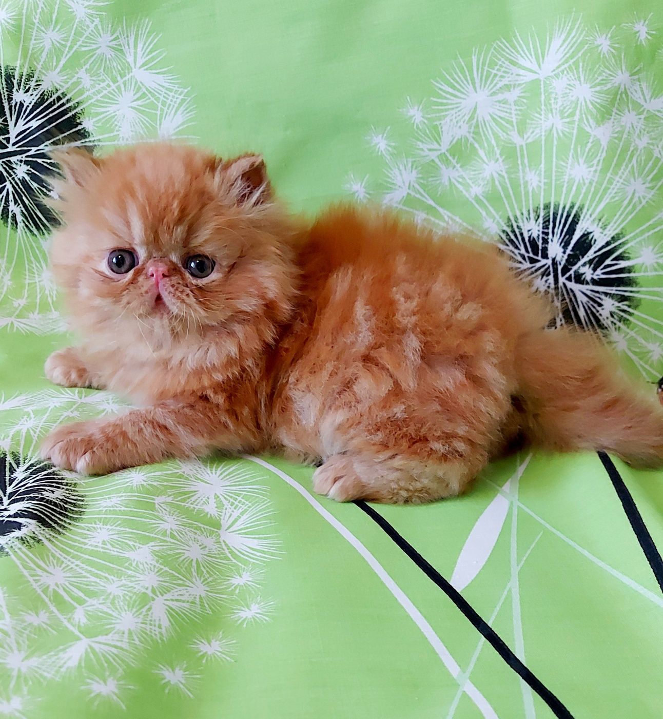 Персидские котята малыши рыжики