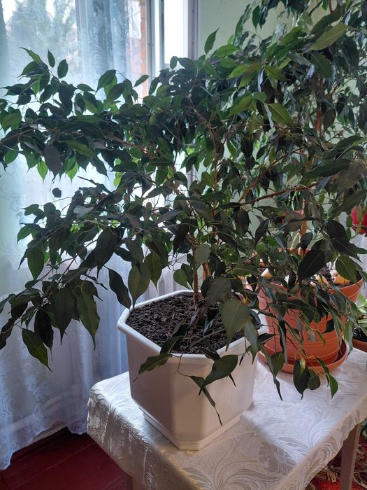 Вазон фікус продам