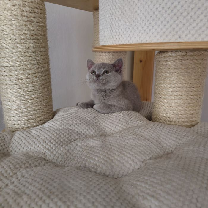 Kocur Brytyjski liliowy gotowy do odbioru