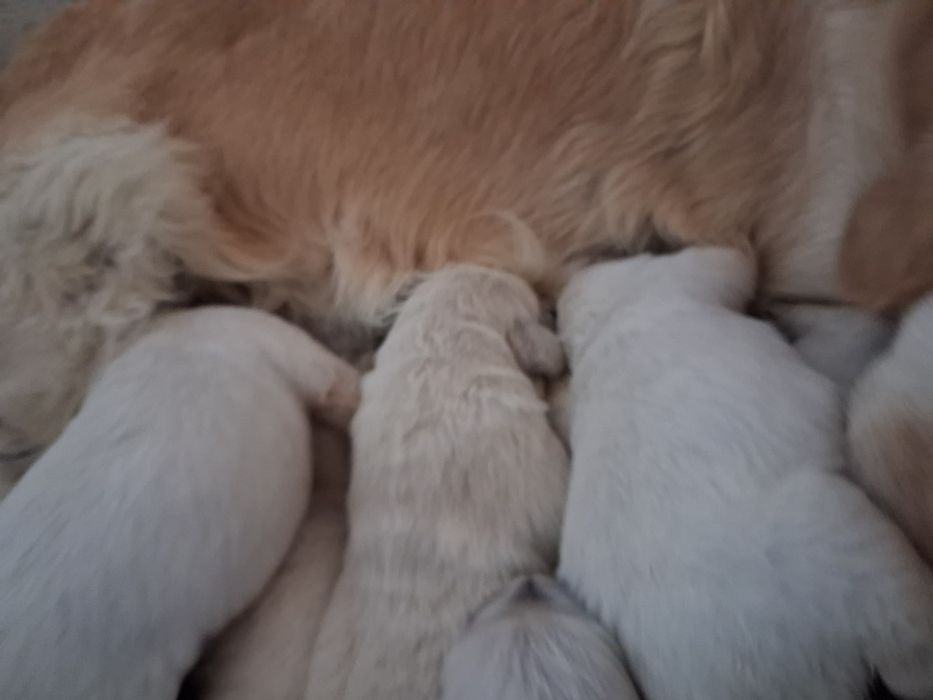 Золотистий ретрівер