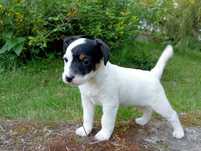 Parson Russell Terrier – gotowa do odbioru - suczka FCI ZKwP