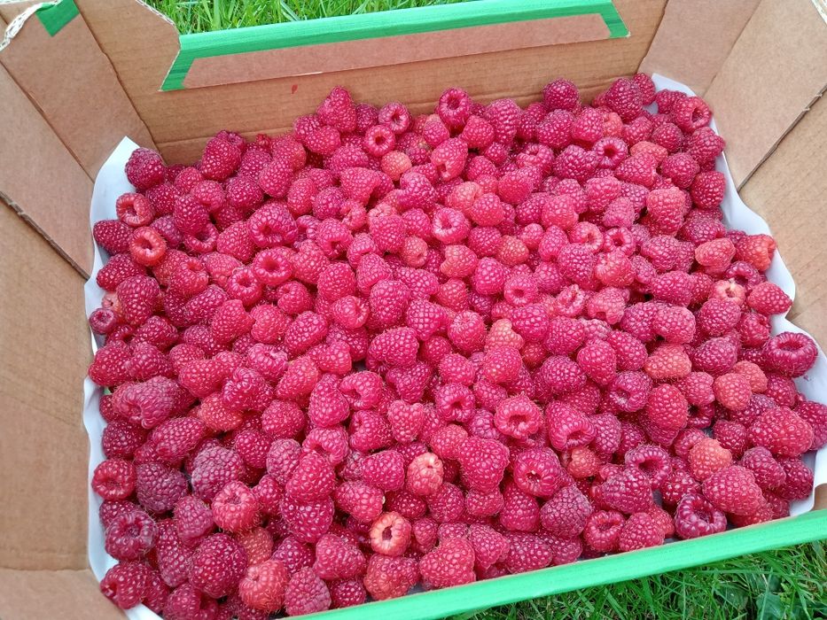 Maliny z przydomowej plantacji