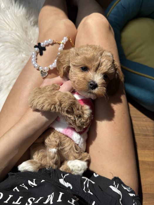 Шикарні крамиві мальтипу