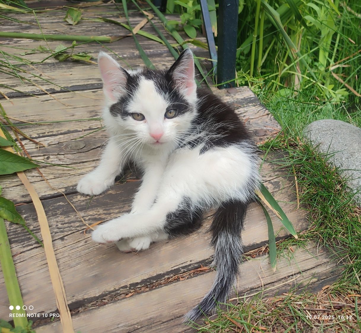 Puszyste kotki - oddam w dobre ręce