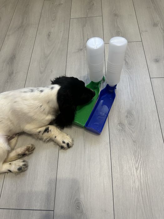 Поїлка дорожня для тварин