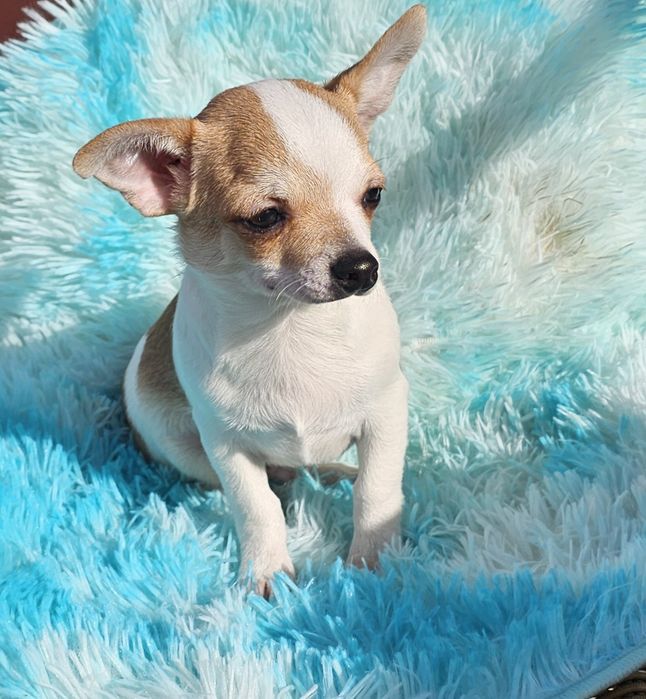 Chihuahua Pêlo Curto