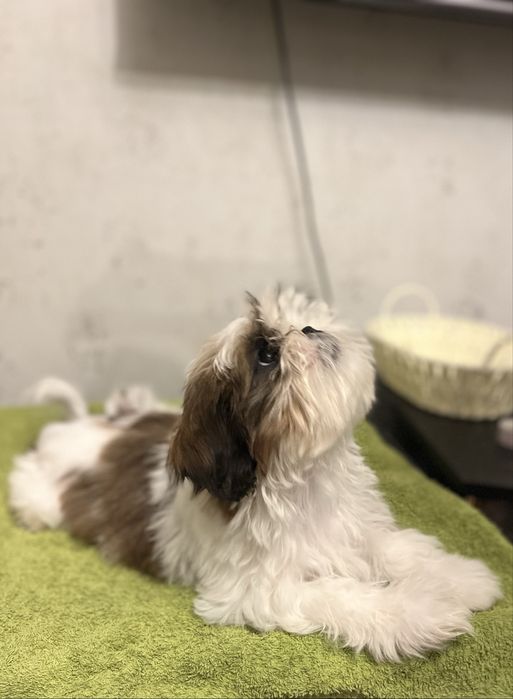 Хлопчик Ши-тцу 4 міс