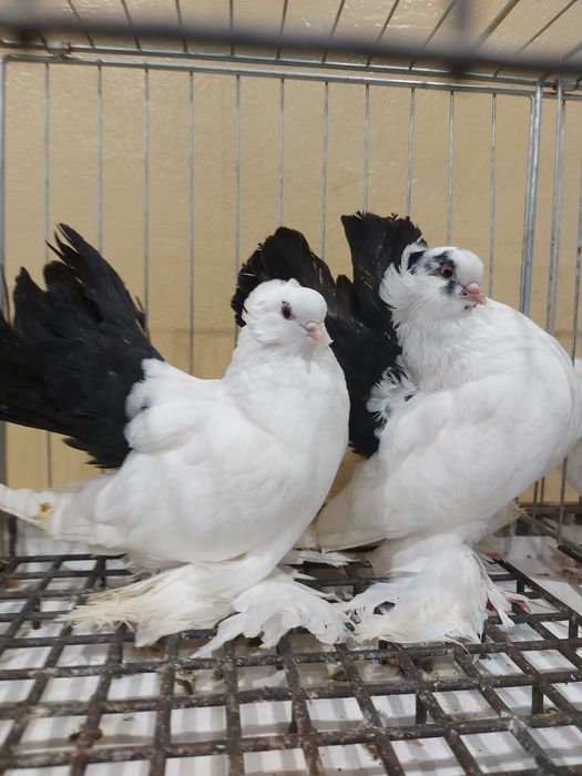 Gołębie ozdobne nowoczerkawskie, widyny, winery, mewki mazowieckie