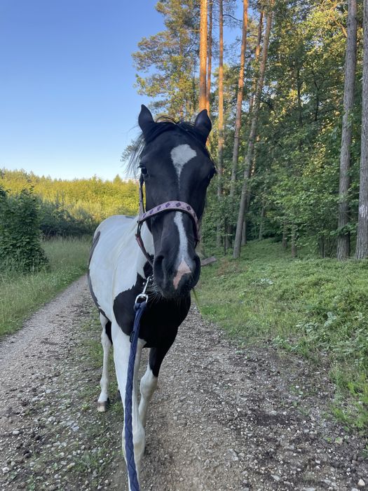 klacz srokata , ojciec APH, matka Sp