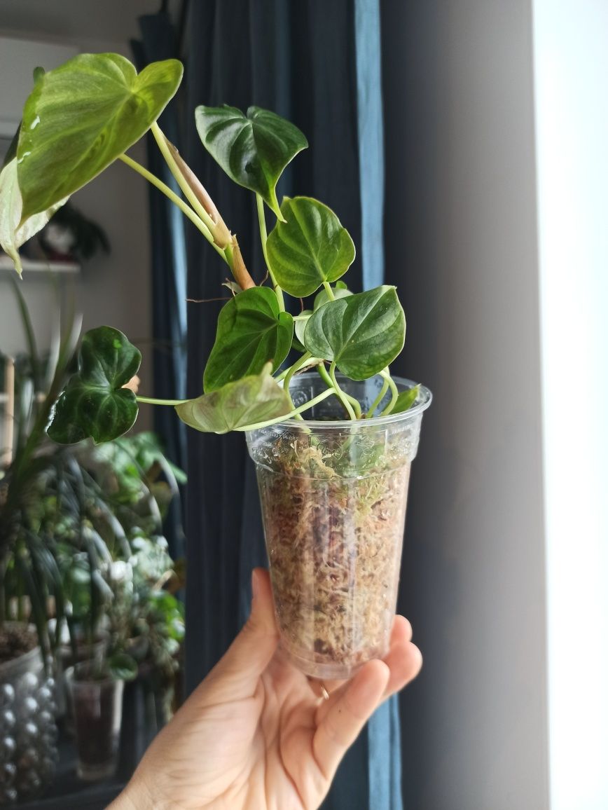 Rezerwacja Philodendron Verrucosum