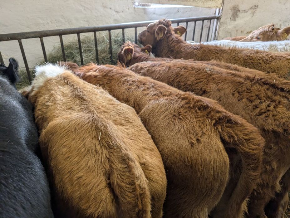 Sprzedam odsadki jałówki 40 sztuk polskie