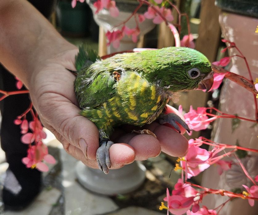 Tenho vários Loris para acabar de criar a mão