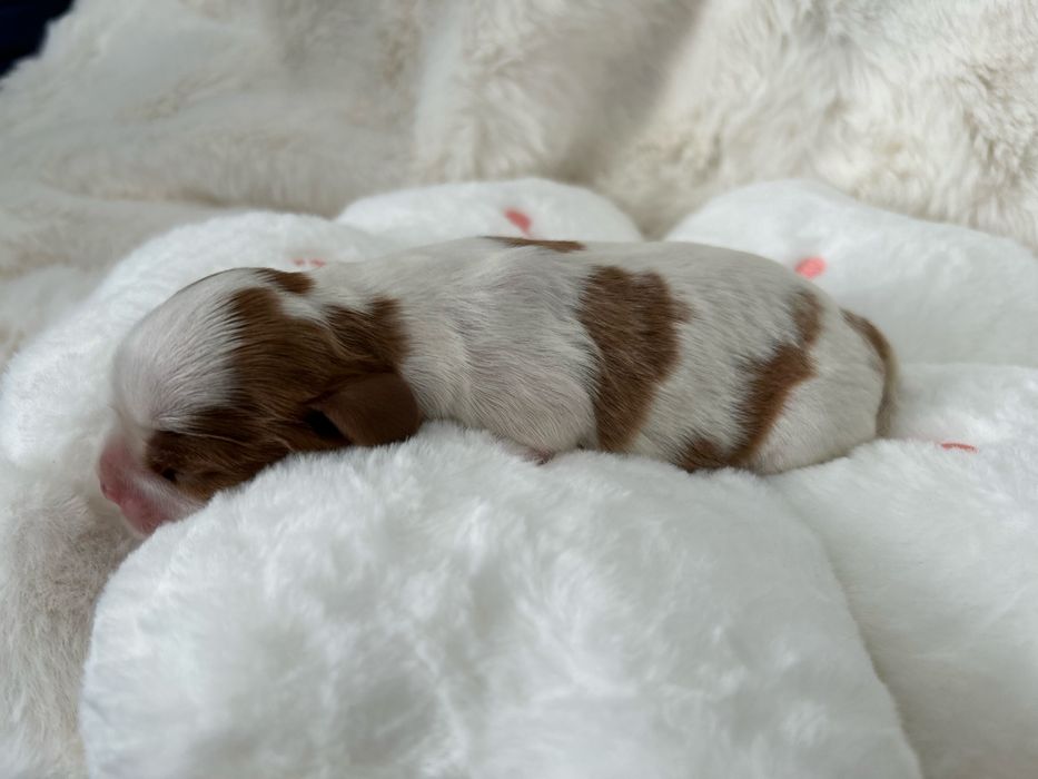 Cavalier King Charles Spaniel Sunia