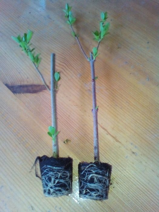 Żywopłot ligustr sztobry