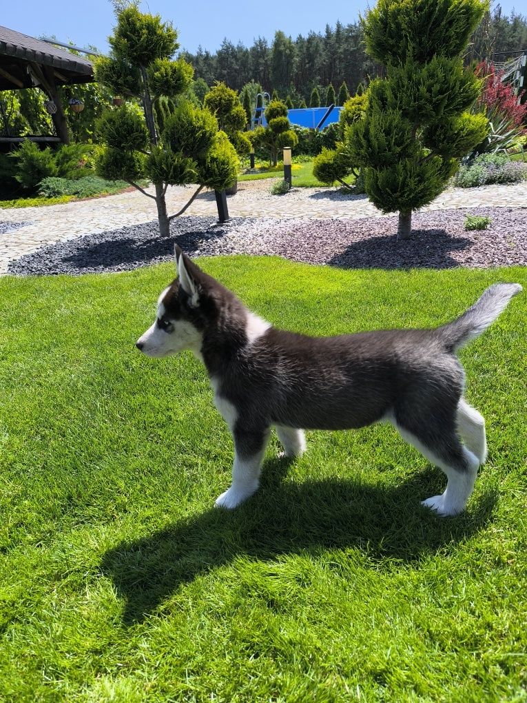 Suczka syberyjski husky