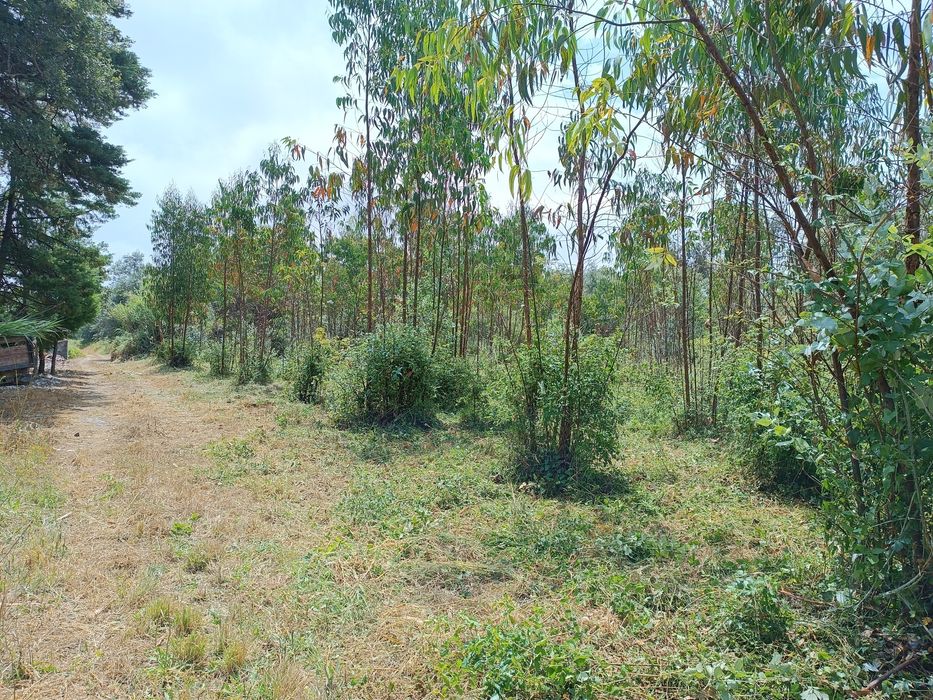Terreno com Eucaliptal