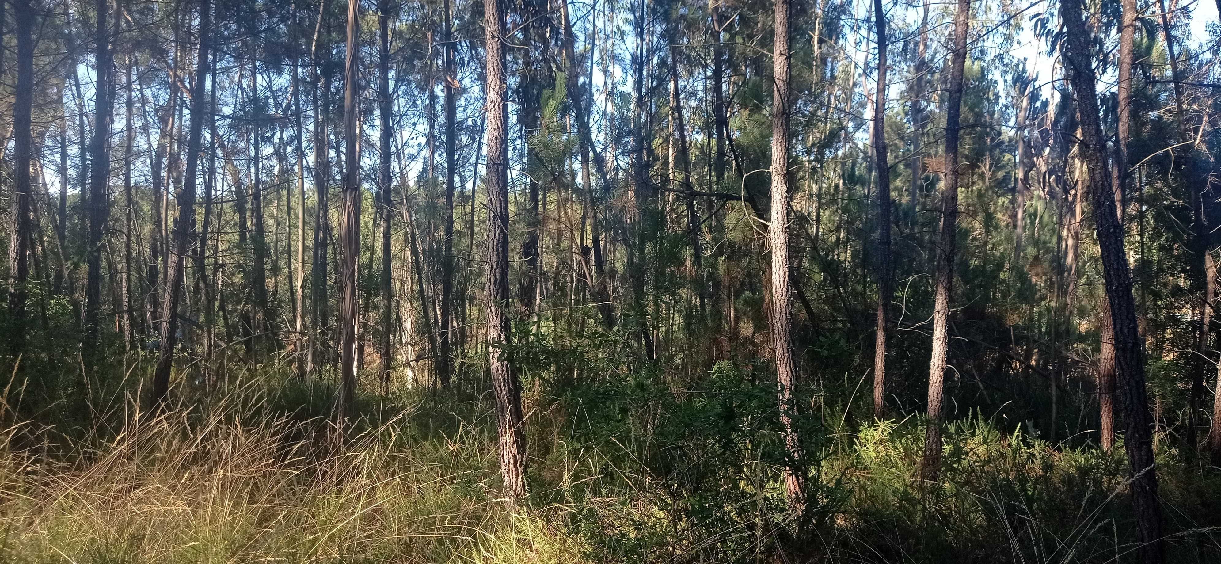 Terreno 1 hectare com casa rural e árvores de fruto