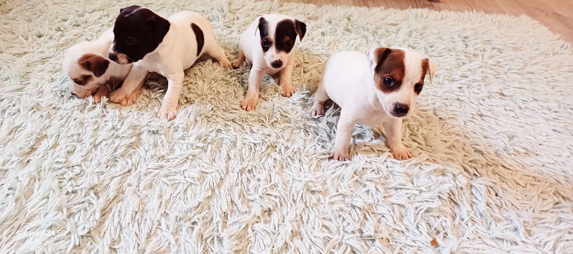 Suczka Jack Russell Terier