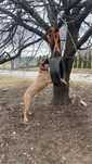 Cane Corso do oddania