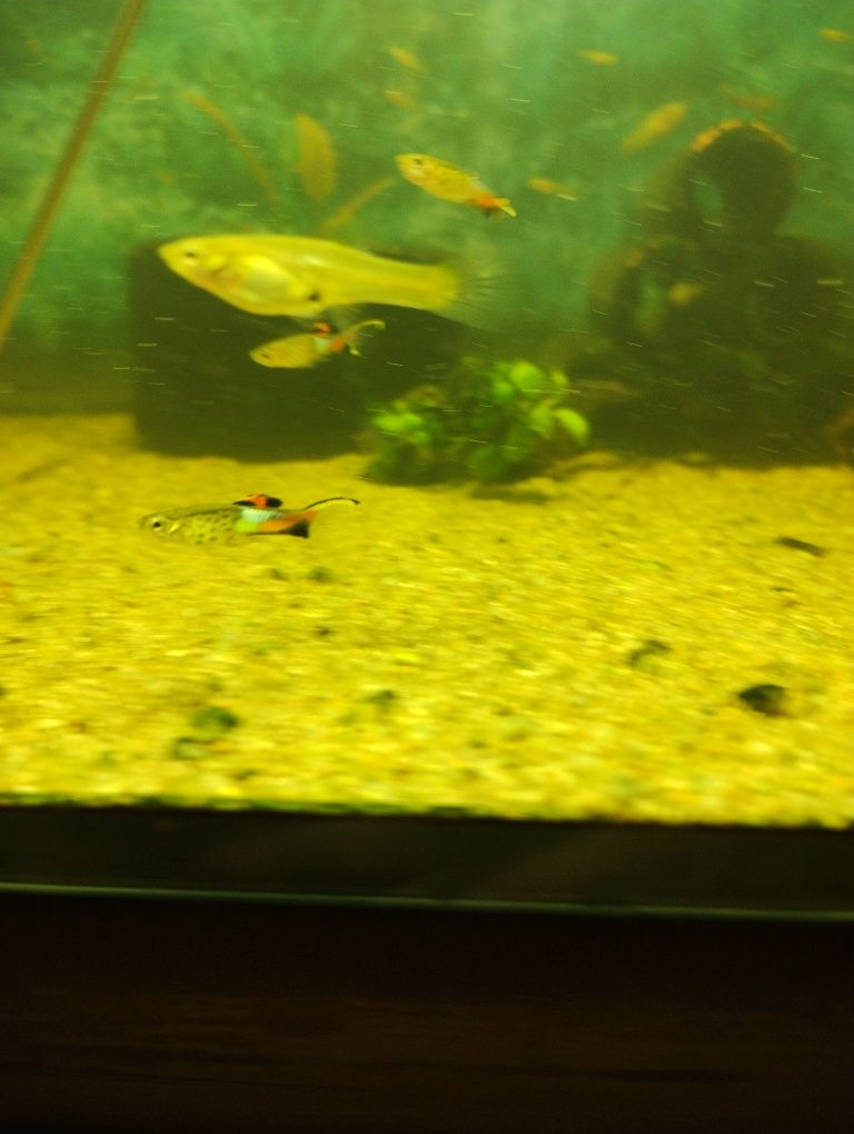Gupiki Endlera Blue Snake