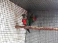 Casal Pyrrhuras Perlata