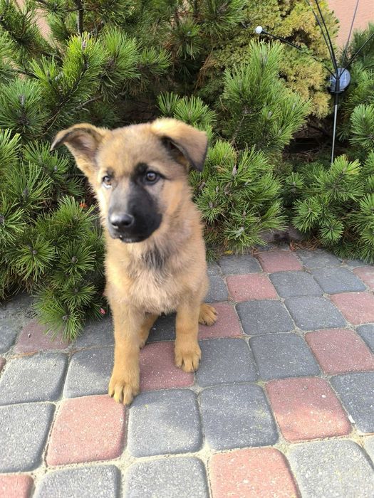 Suczka-Krótkowłosa Wilczasta