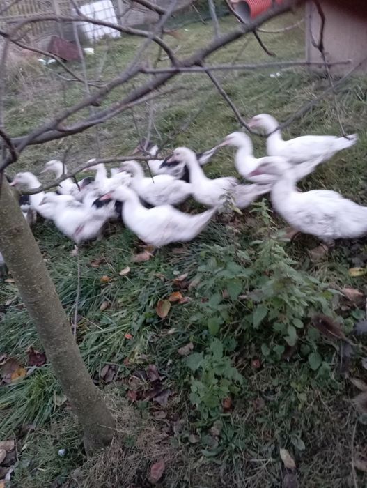 Kaczki francuskie piżmowe gęsiory kubańskie