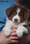 MAS,  Miniaturowy Owczarek Amerykański, Mini Aussie ZKwP/FCI