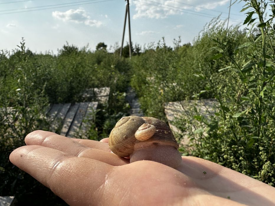 Продам равлика Мюллер