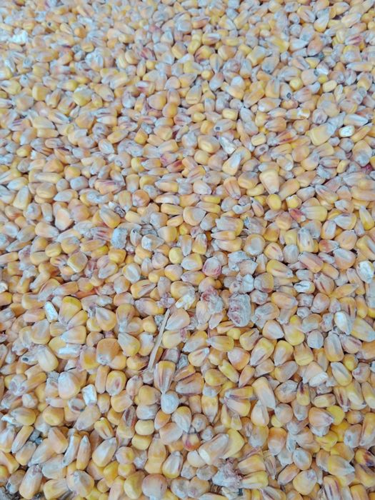 Kukurydza sucha całe lub mielone ziarno / mieszanki zbóż paszowych
