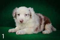 Border Collie Suczka Red Merle