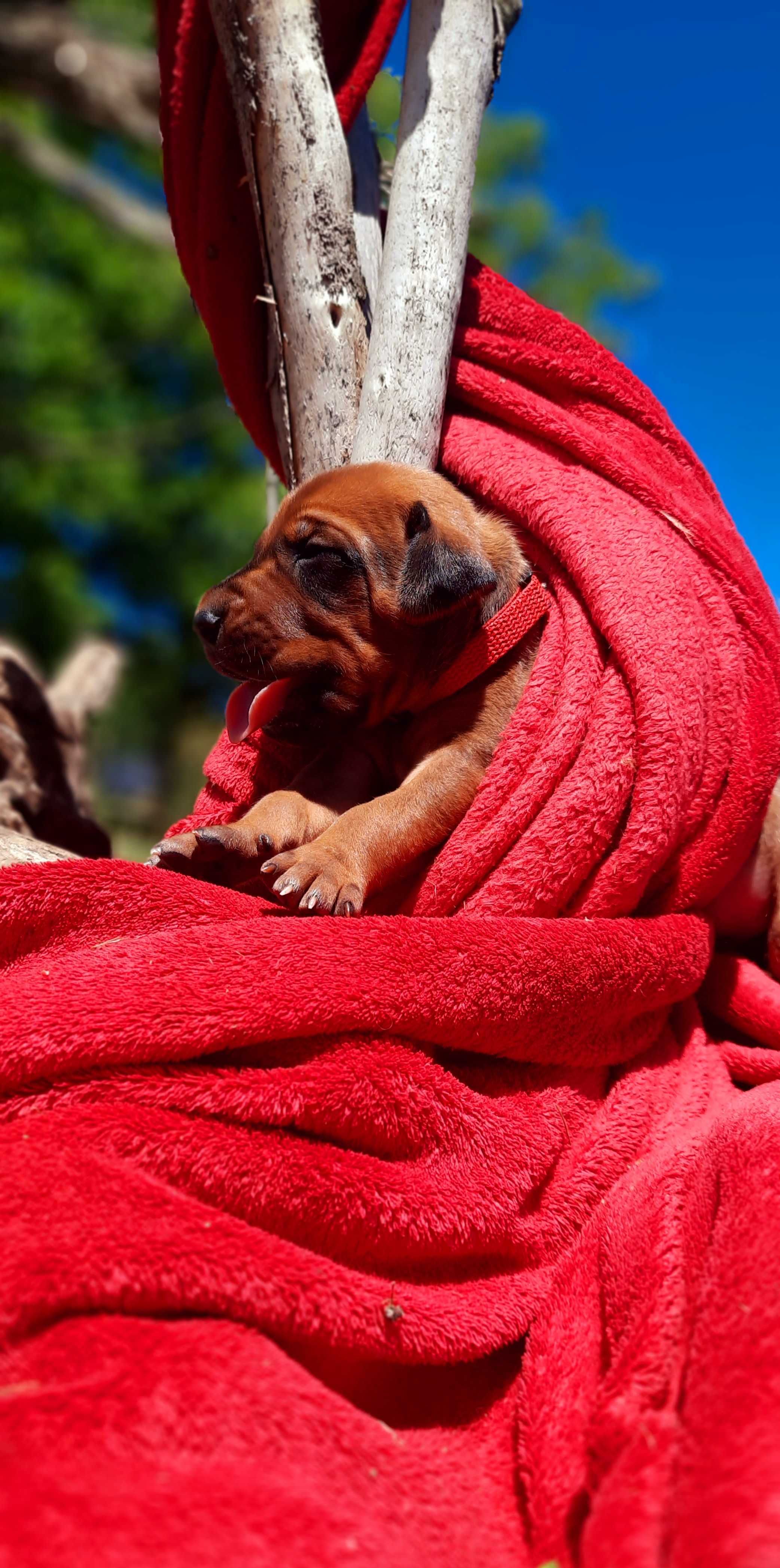 Szczeniak Rhodesian Ridgeback - Hodowla ZKwP/FCI
