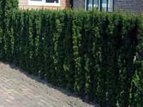 Cis pospolity,  taxus baccata