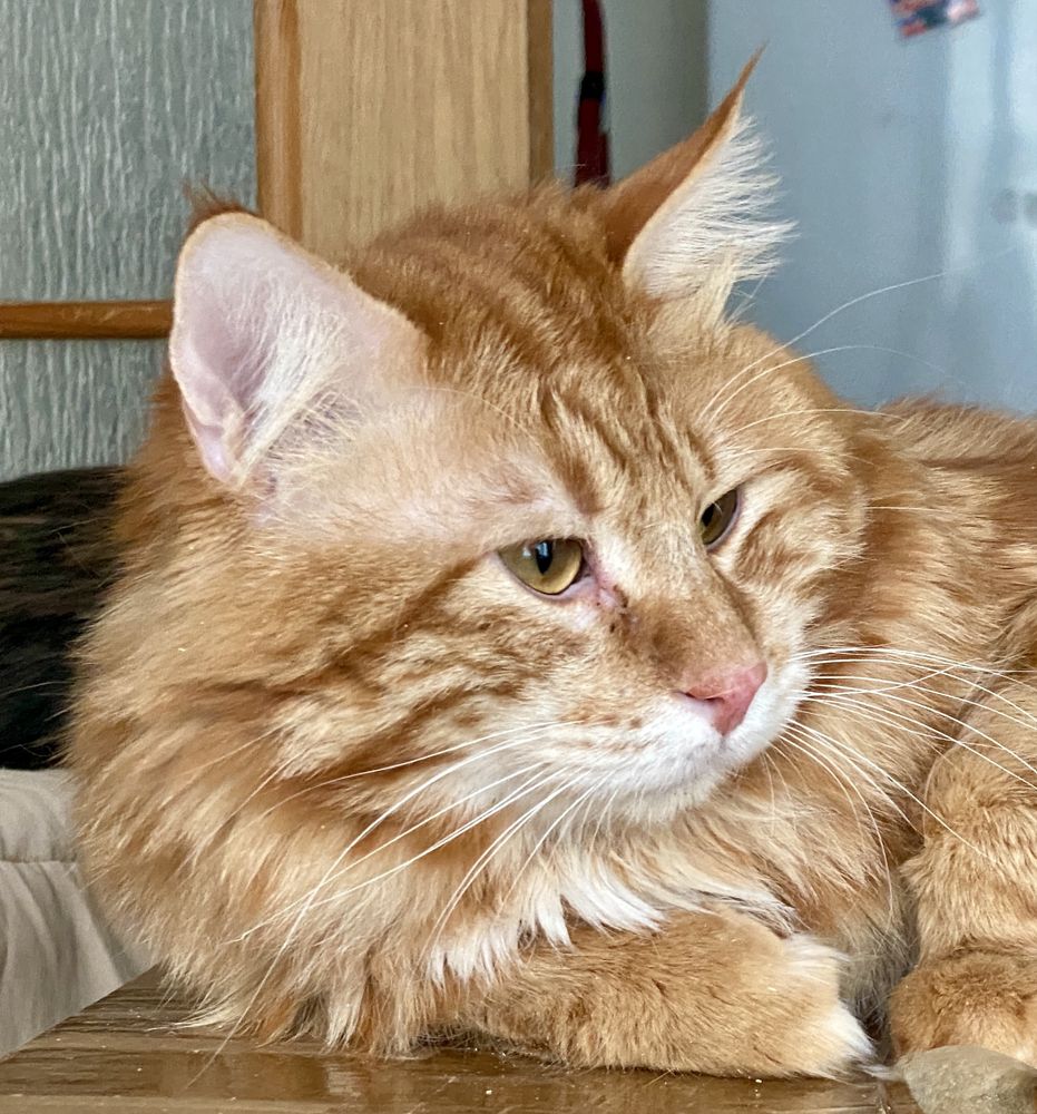 Котята Курильского бобтейла