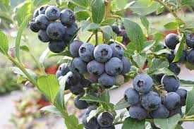 obornik granulowany z polskiego pomiotu kurzego - PRODUCENT!!!