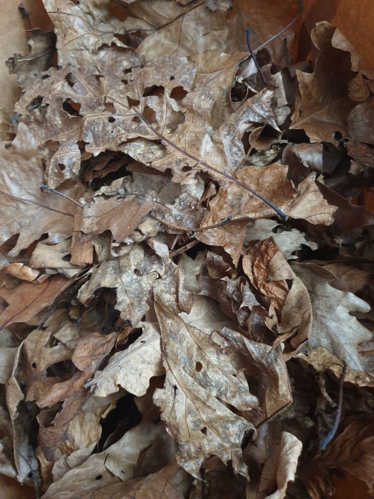 Zbutwiałe liście bukowe/dębowe suszone -wija, chrząszcz, prosionki 2l