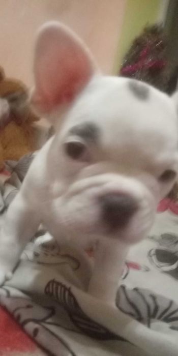 Щенки ФранцузскогО БульдогА