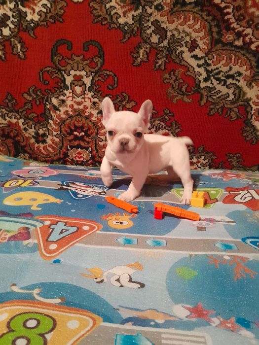 Супер мала в супер типі в супер кремовому забарвлені